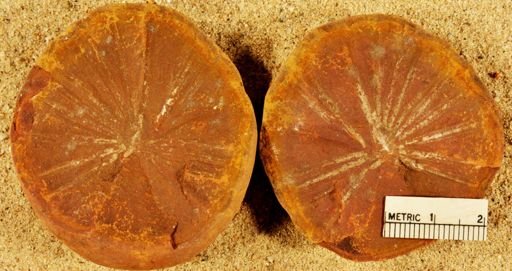 Annularia