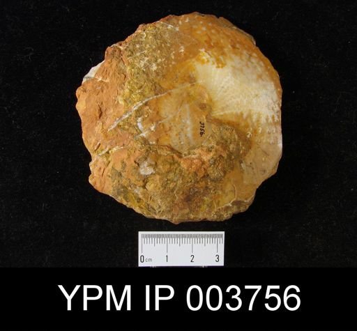 Pinacoceras layeri