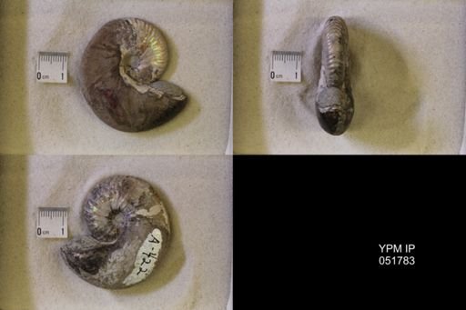 Hoploscaphites nicolletii