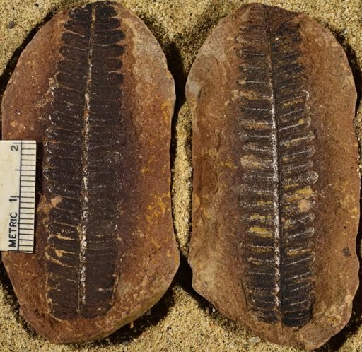 Pecopteris sp.