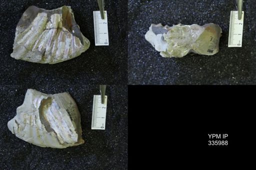 undet. Collignoniceratidae