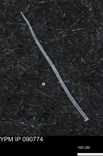 undet. Porifera