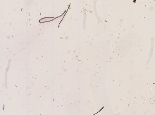 Euglena sanguinea