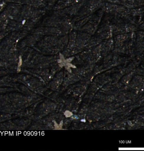 undet. Porifera