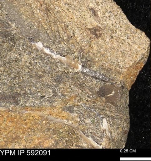 undet. Bivalvia
