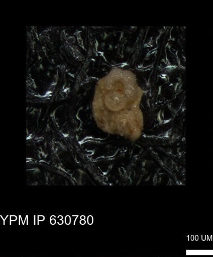 undet. Foraminiferida