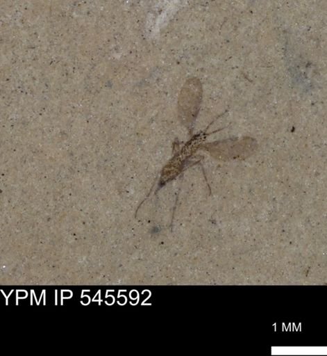 undet. Diptera
