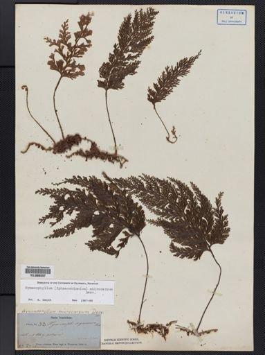 Hymenophyllum microcarpum
