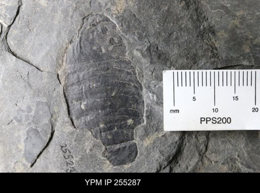 Eurypterida