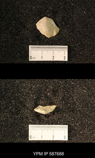 Austinella whitfieldi