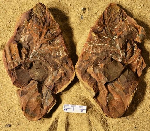 Aphlebia