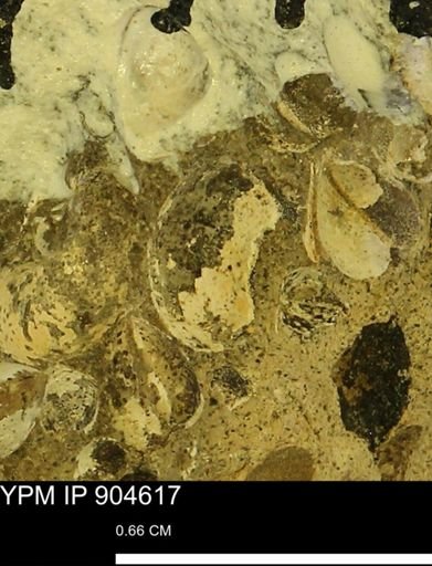 undet. Bivalvia