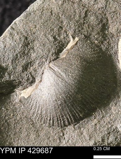 Devonochonetes coronatus