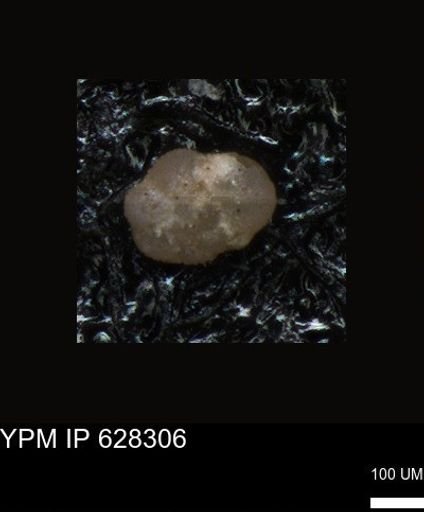 undet. Foraminiferida