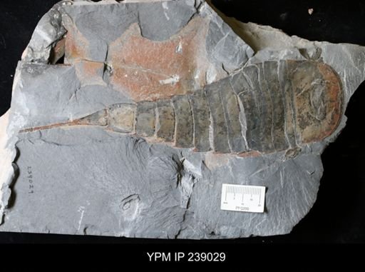 Eurypterus pittsfordensis