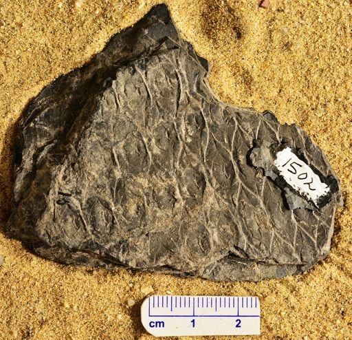 Sigillaria brardii