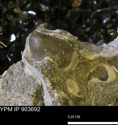 Corbulamella sp.