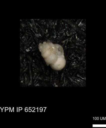 undet. Heterohelicidae