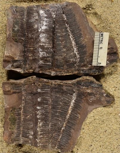 Pecopteris squamosa