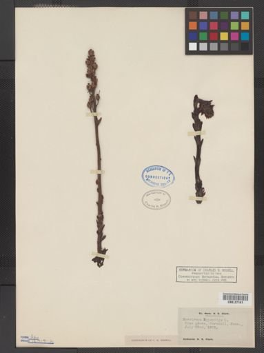 Monotropa hypopithys
