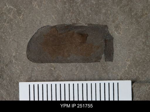 undet. Eurypterida