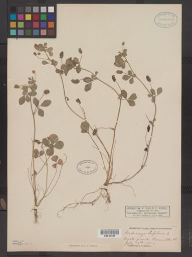 Medicago lupulina