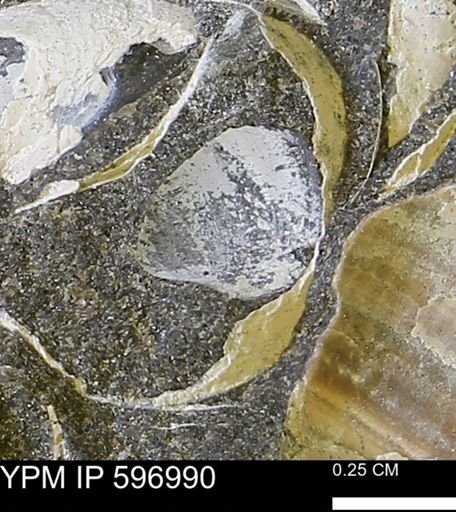 undet. Bivalvia