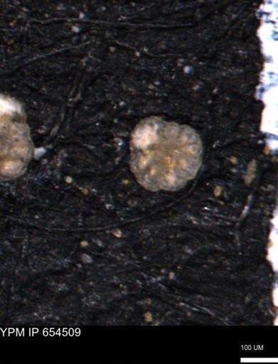 Ammobaculites euides