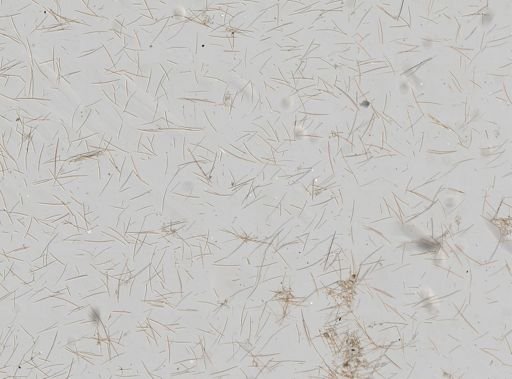 Haliclonidae