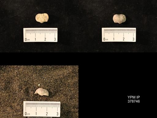Marginifera wabashensis