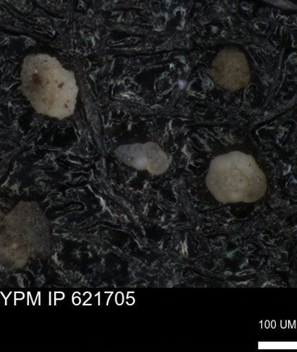 undet. Heterohelicidae