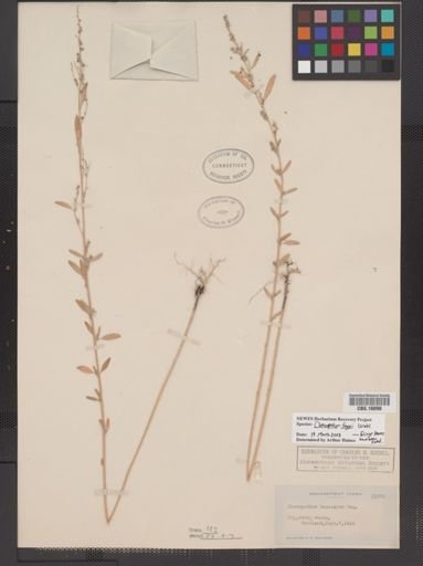 Chenopodium foggii