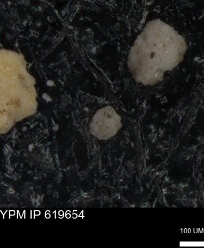 undet. Foraminiferida