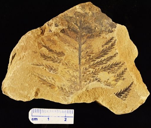 Pecopteris montanensis