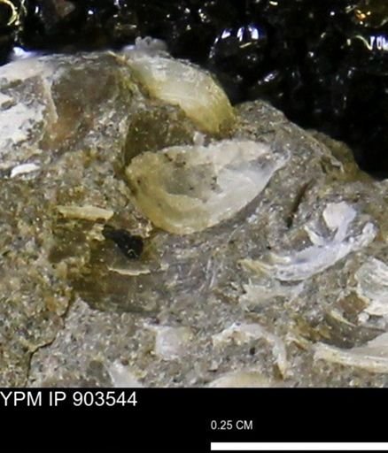 undet. Bivalvia