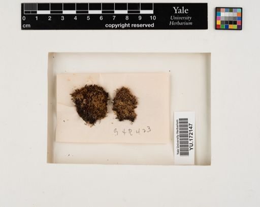 Plantae