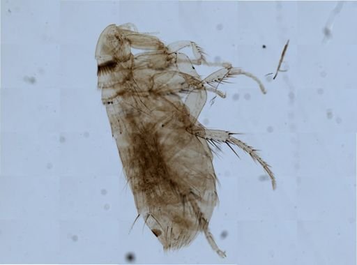 Paradoxopsyllus curvispinus