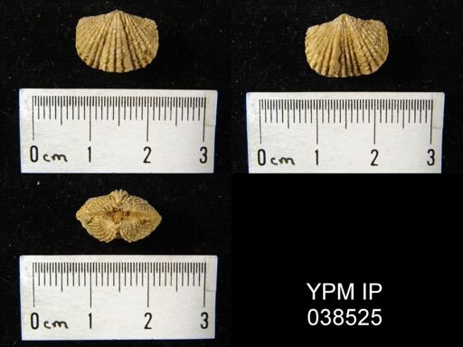 Platystrophia biforata