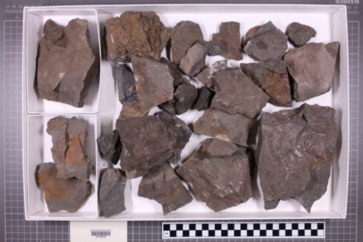 mixed taxa, stratigraphic collection