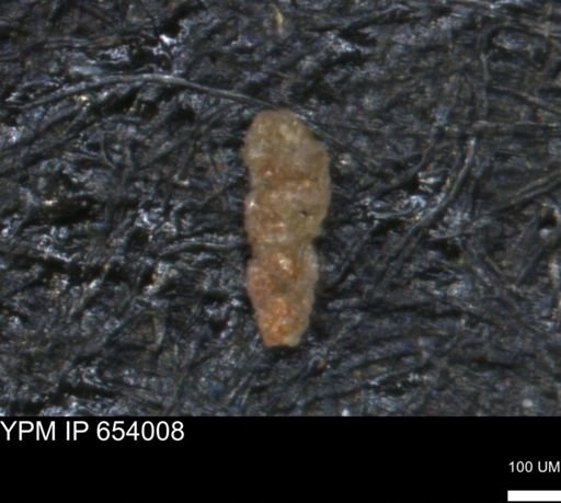 Verneuilinoides hectori
