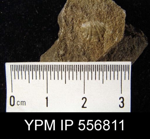 Cyrtina rostrata