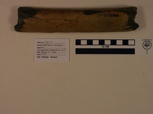 Dryptosaurus antiquus