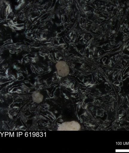 undet. Foraminiferida