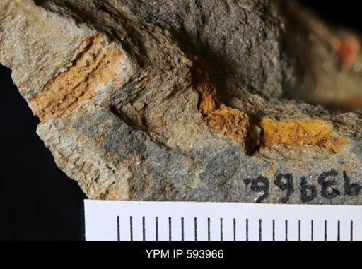 undet. Stelleroidea
