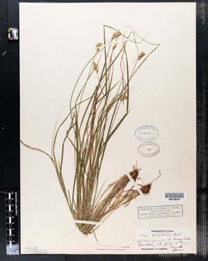 Carex tribuloides