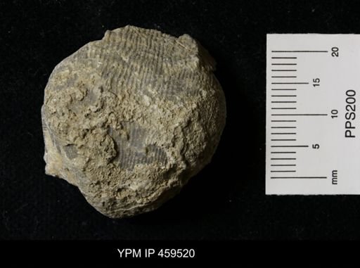 Linoproductus magnispinus