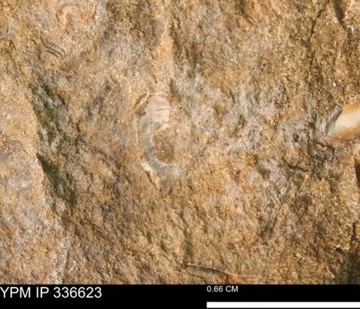 undet. Mollusca