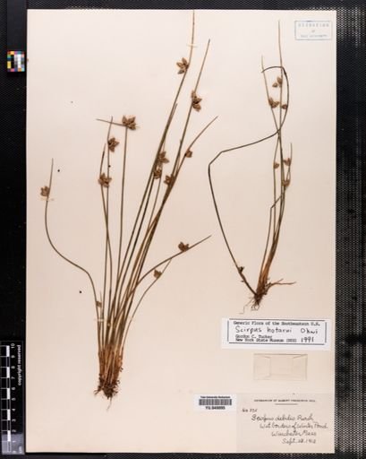 Scirpus hotarui