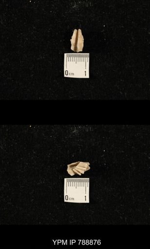 undet. Brachiopoda