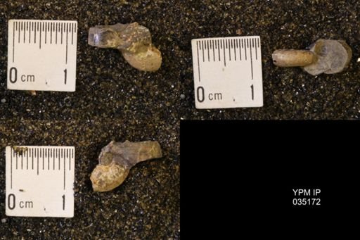 Discoscaphites rossi